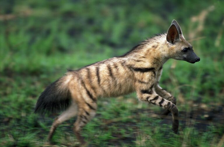 Aardwolf - proteles cristatus - Adult running