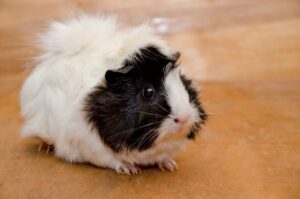 Abyssinian guinea pig