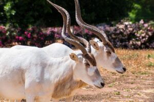 Two white Addaxes also known as the white antelopes and the screwhorn antelopes graze in the field in Safari