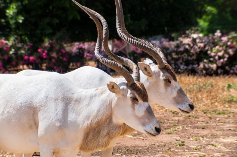 Two white Addaxes also known as the white antelopes and the screwhorn antelopes graze in the field in Safari