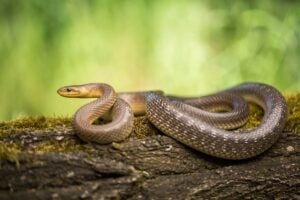 Aesculapian Snake Facts