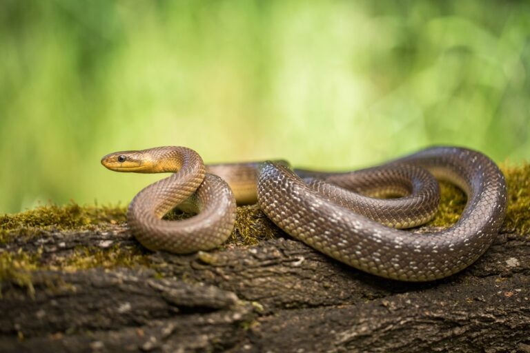 Aesculapian Snake Facts
