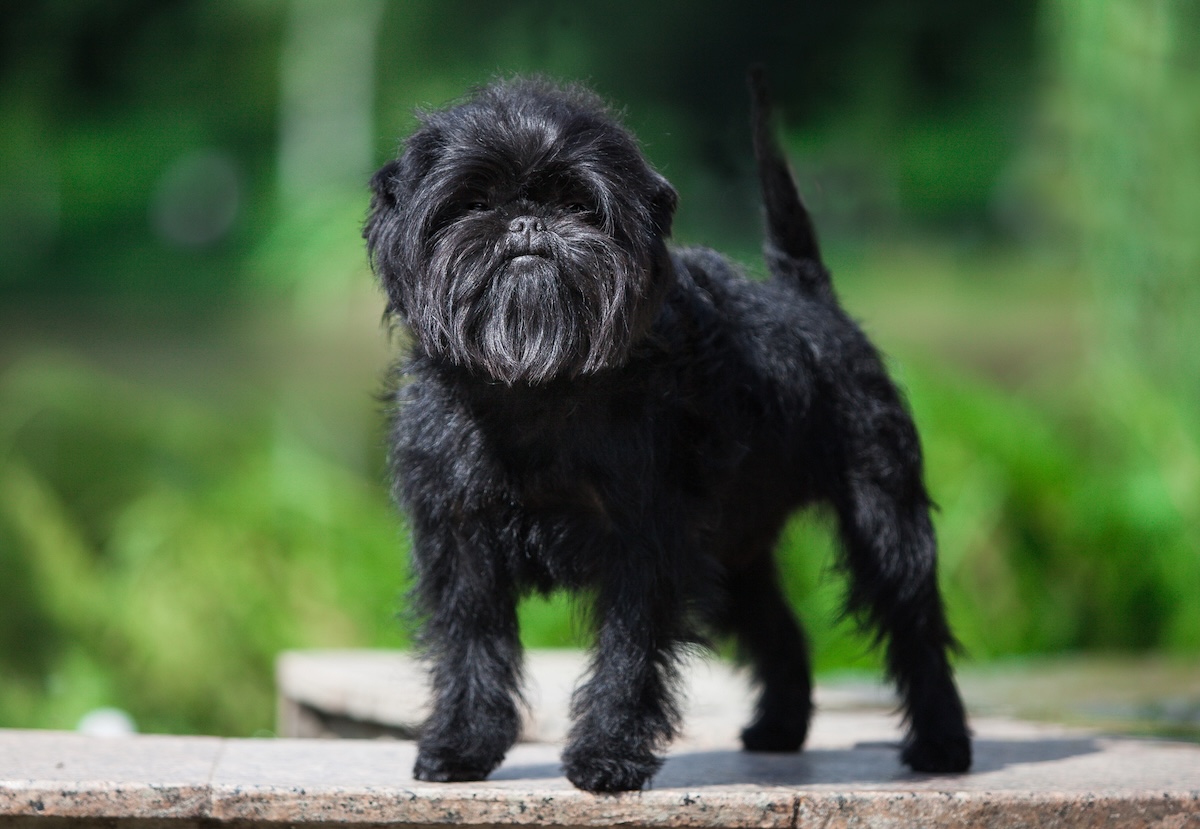 Affenpinscher Facts