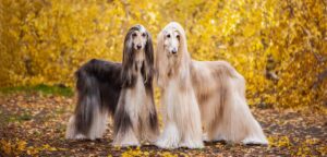 Two dogs, beautiful Afghan greyhounds, full-length portrait, against the background of the autumn forest, are looking at the camera.