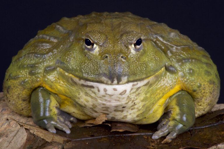 African Bullfrog Facts