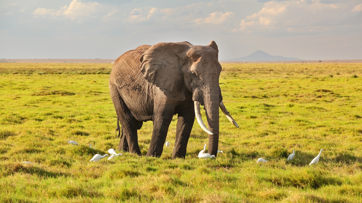 African bush elephant facts