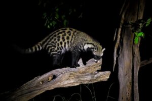 African Civet Facts