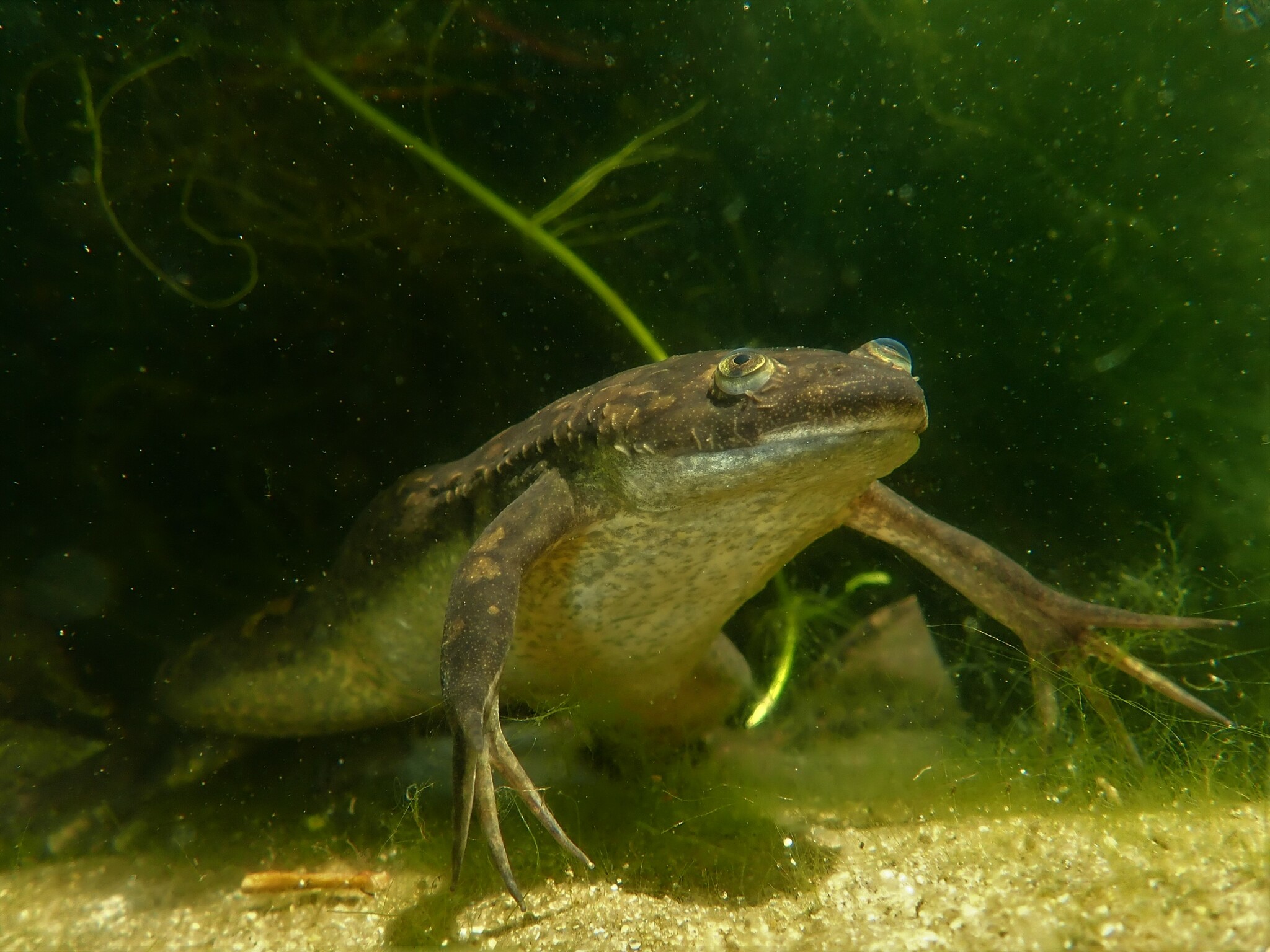 African Clawed Frog