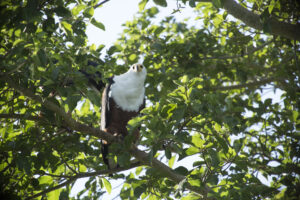 African Fish Eagle Facts