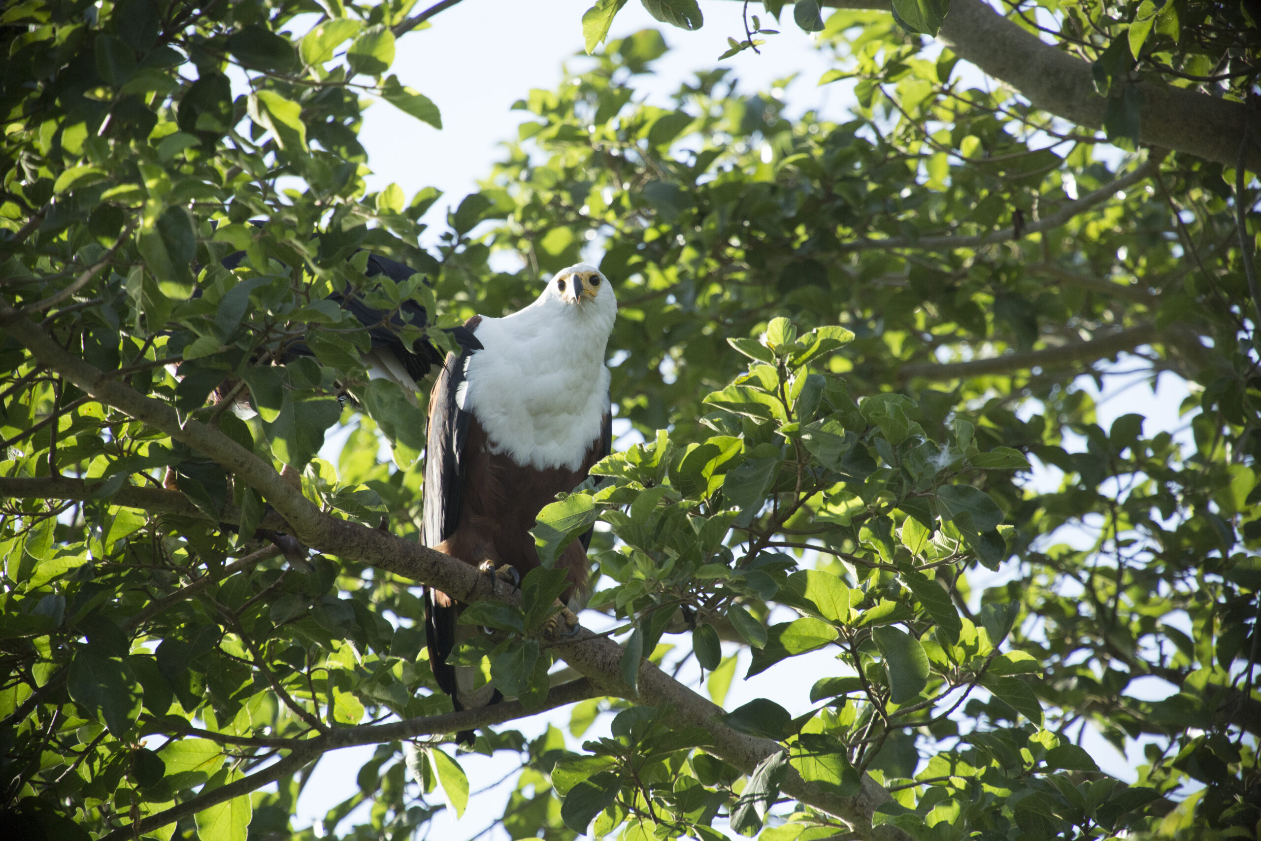 African Fish Eagle Facts