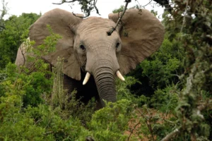 African Forest Elephant Facts
