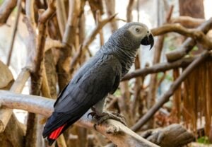 African Grey Parrot Branch