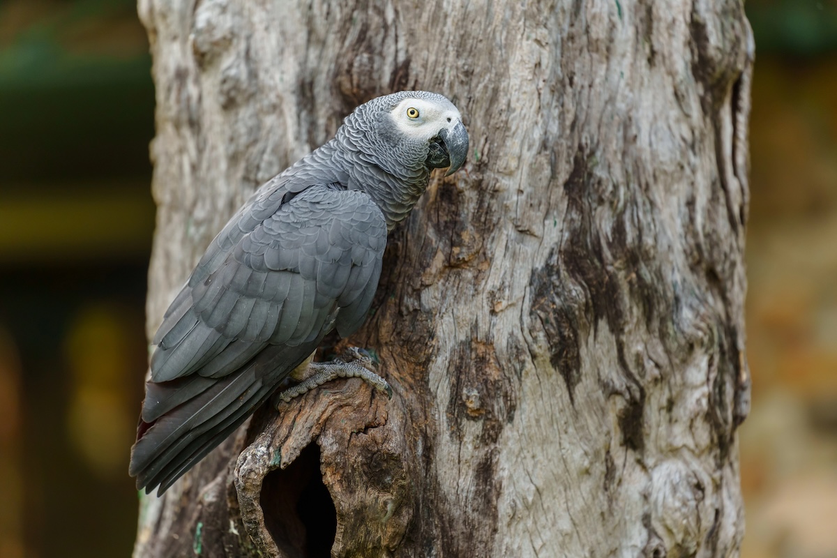African grey parrot facts
