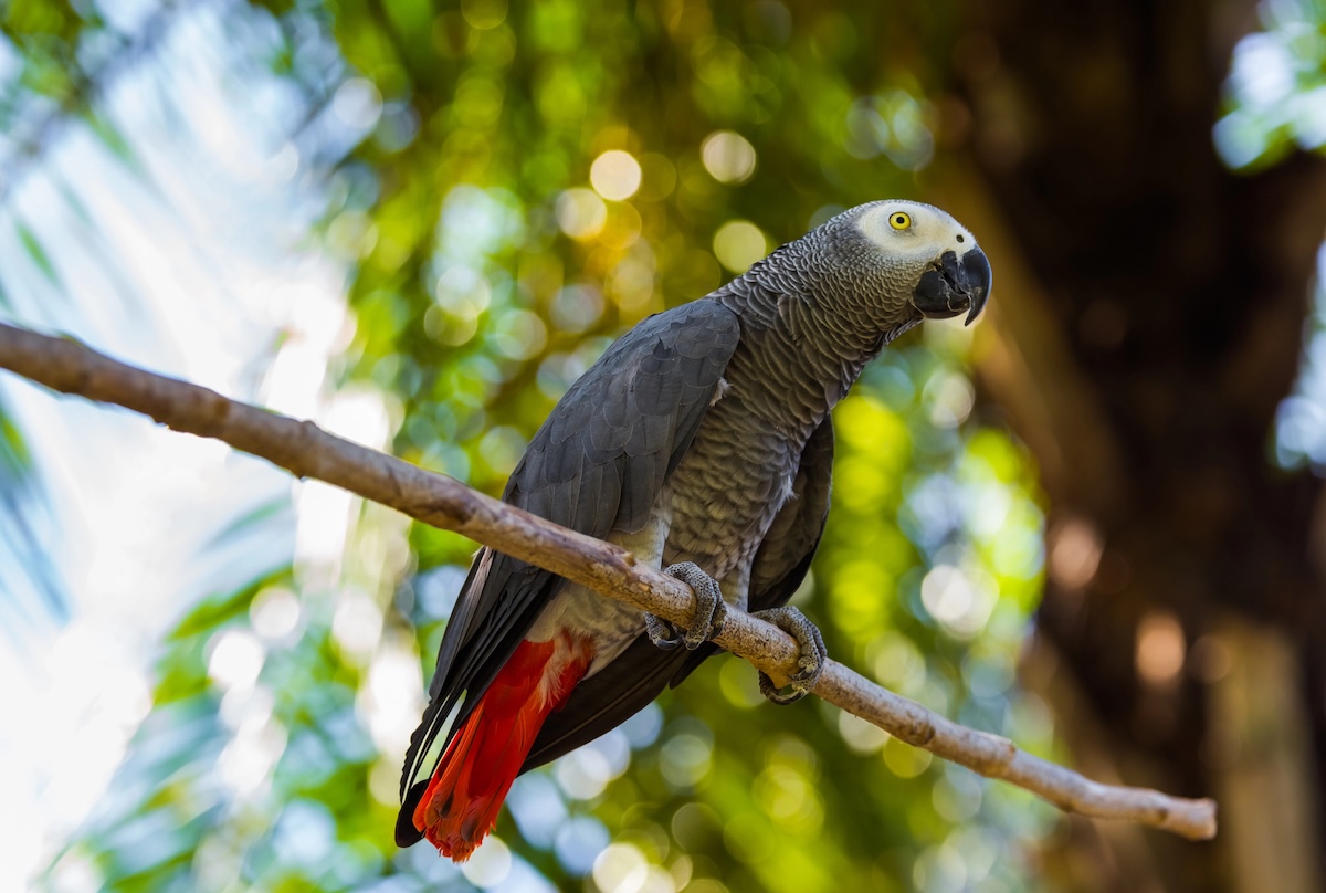 Gray African Parrot on tree