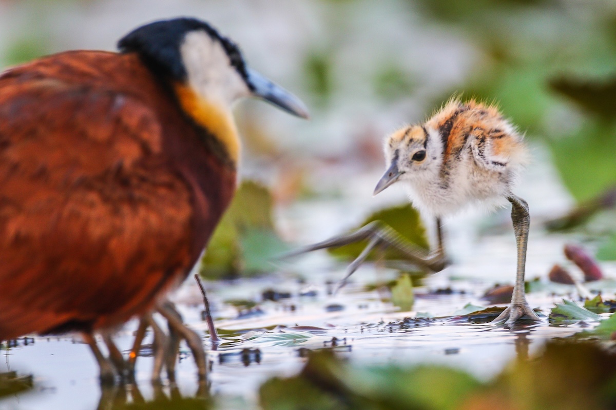 African Jacana Baby