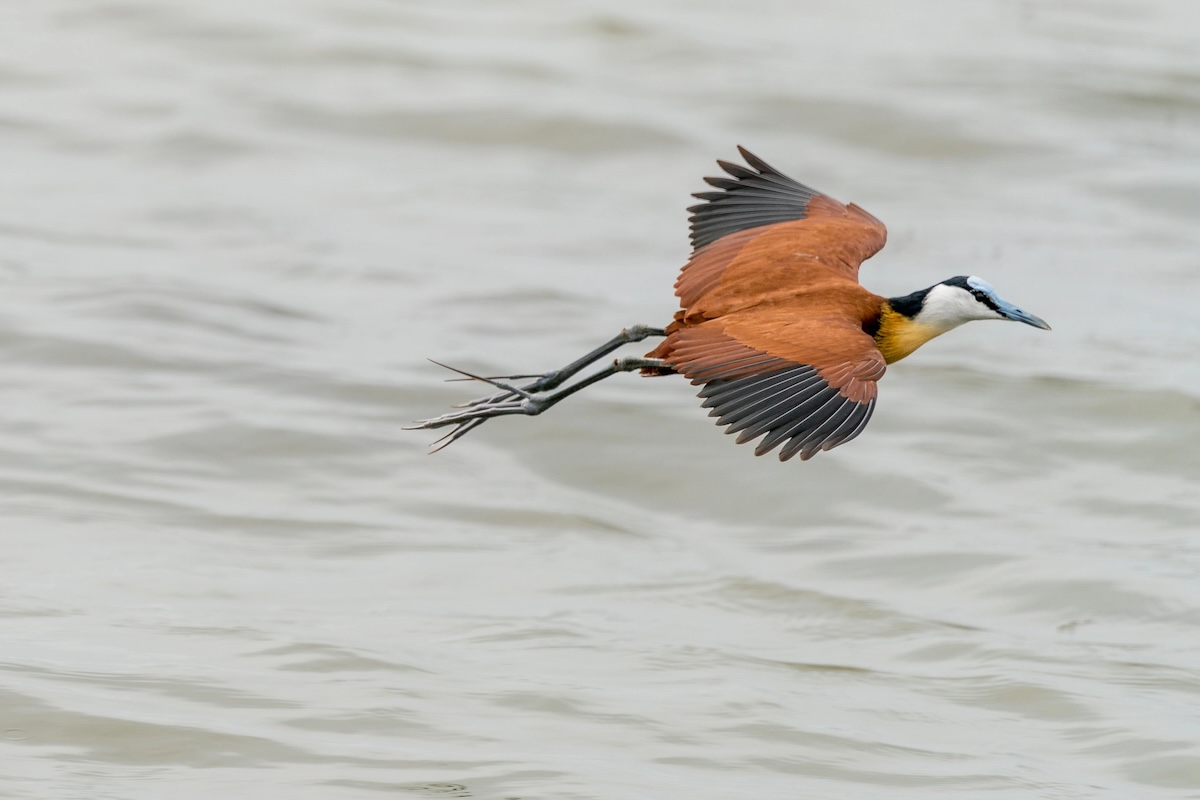 African Jacana in mid flight