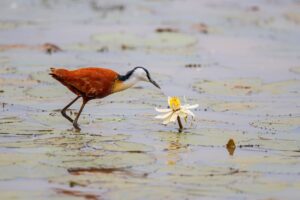 African Jacana facts