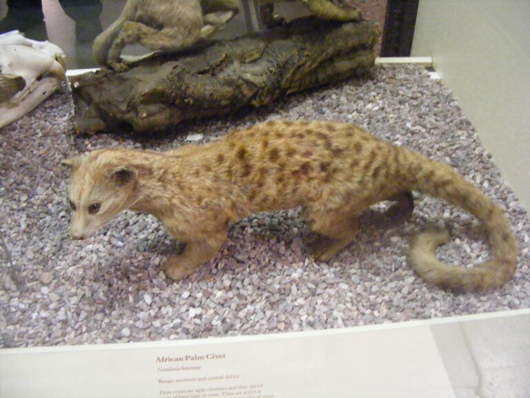 African Palm Civet
