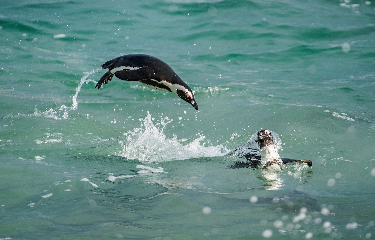 African Penguins Swimming and Jumping