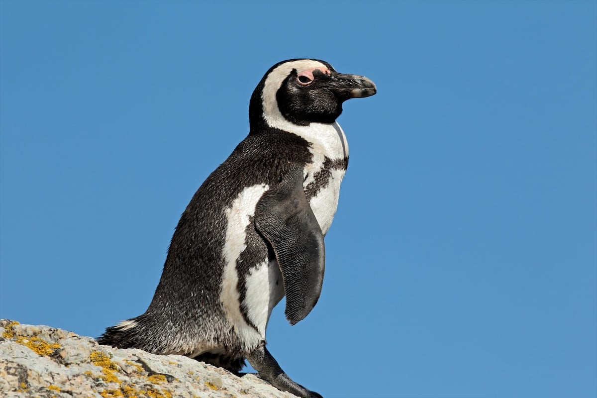 African penguin Profile