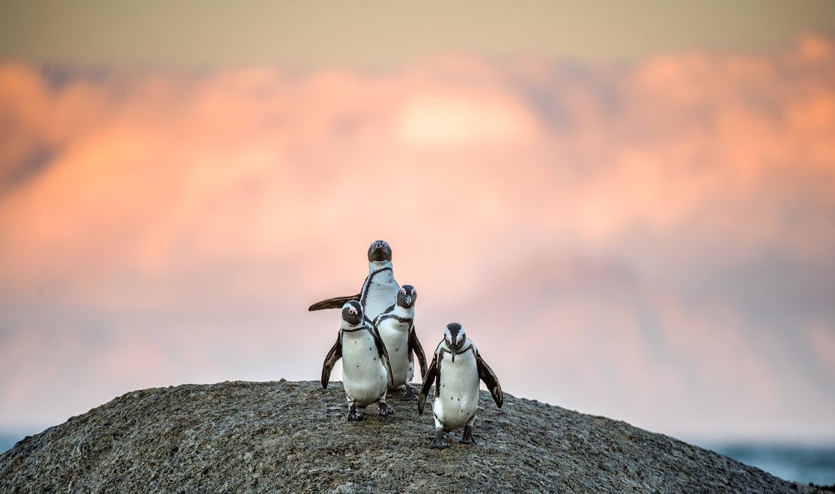 African Penguins on Rock