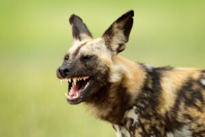 African Wild Dog Facts