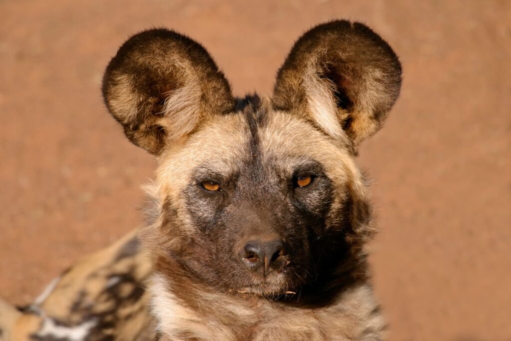 African Wild Dogs
