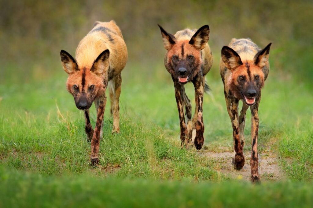 African Wild Dogs in a pack