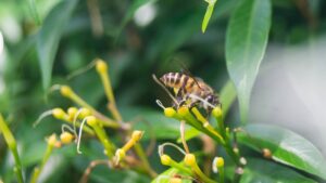 Africanized bee Facts