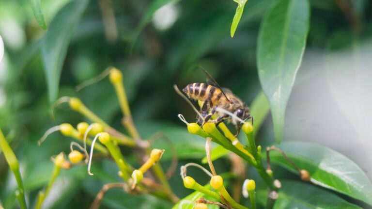 Africanized bee Facts