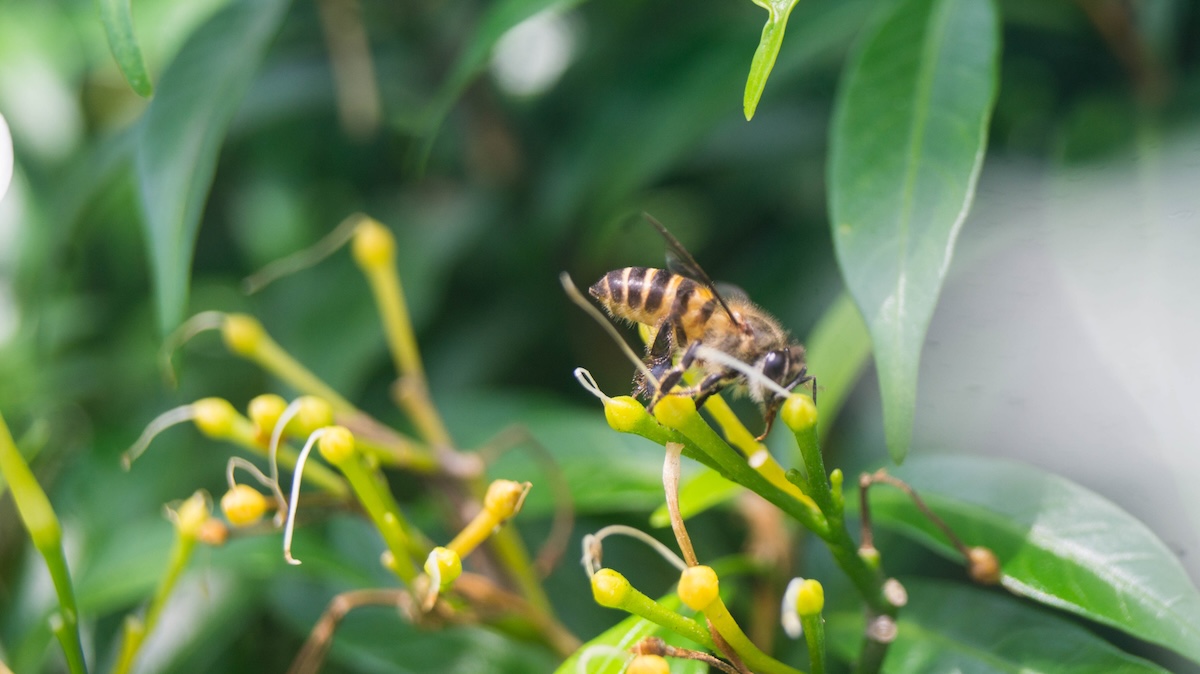 Africanized bee Facts