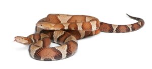 Agkistrodon Conotortrix Facts