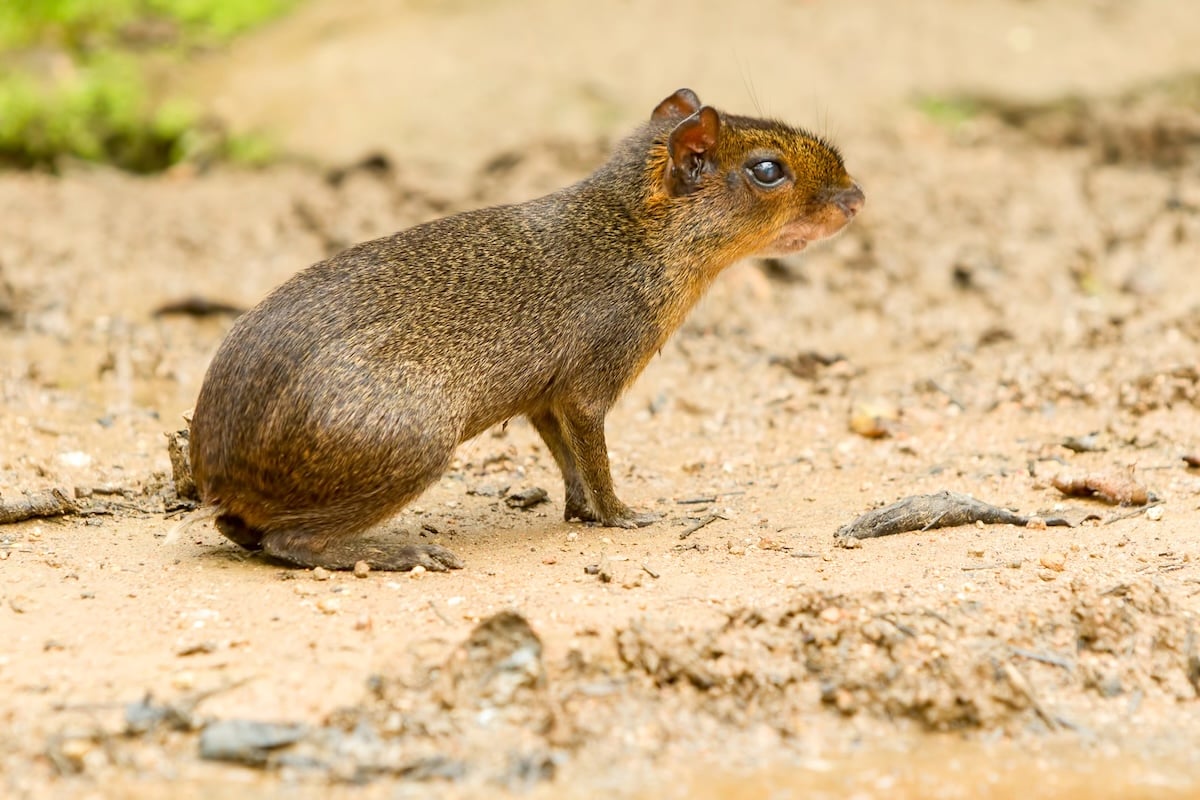 Agouti Facts