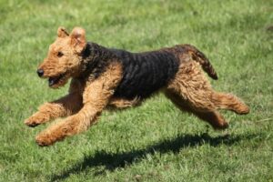 Airedale Terrier Facts