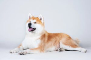 Akita Facts