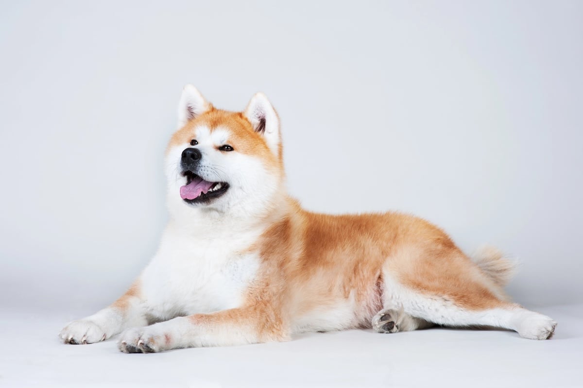 Akita Facts