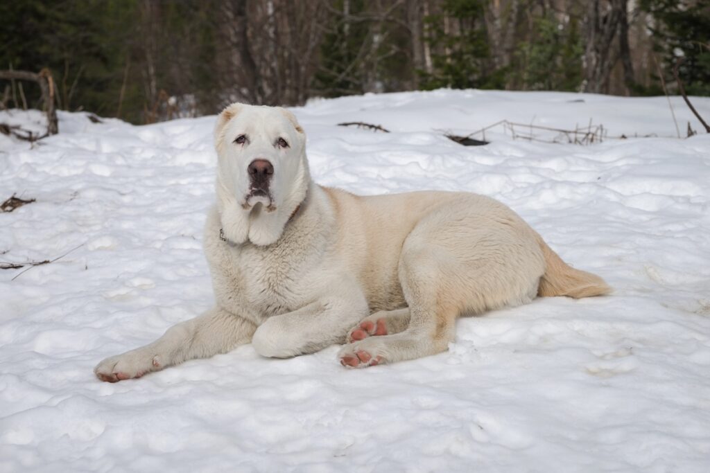 Alabai (Central Asian Shepherd) Facts: The Giant Dog With A Fierce ...
