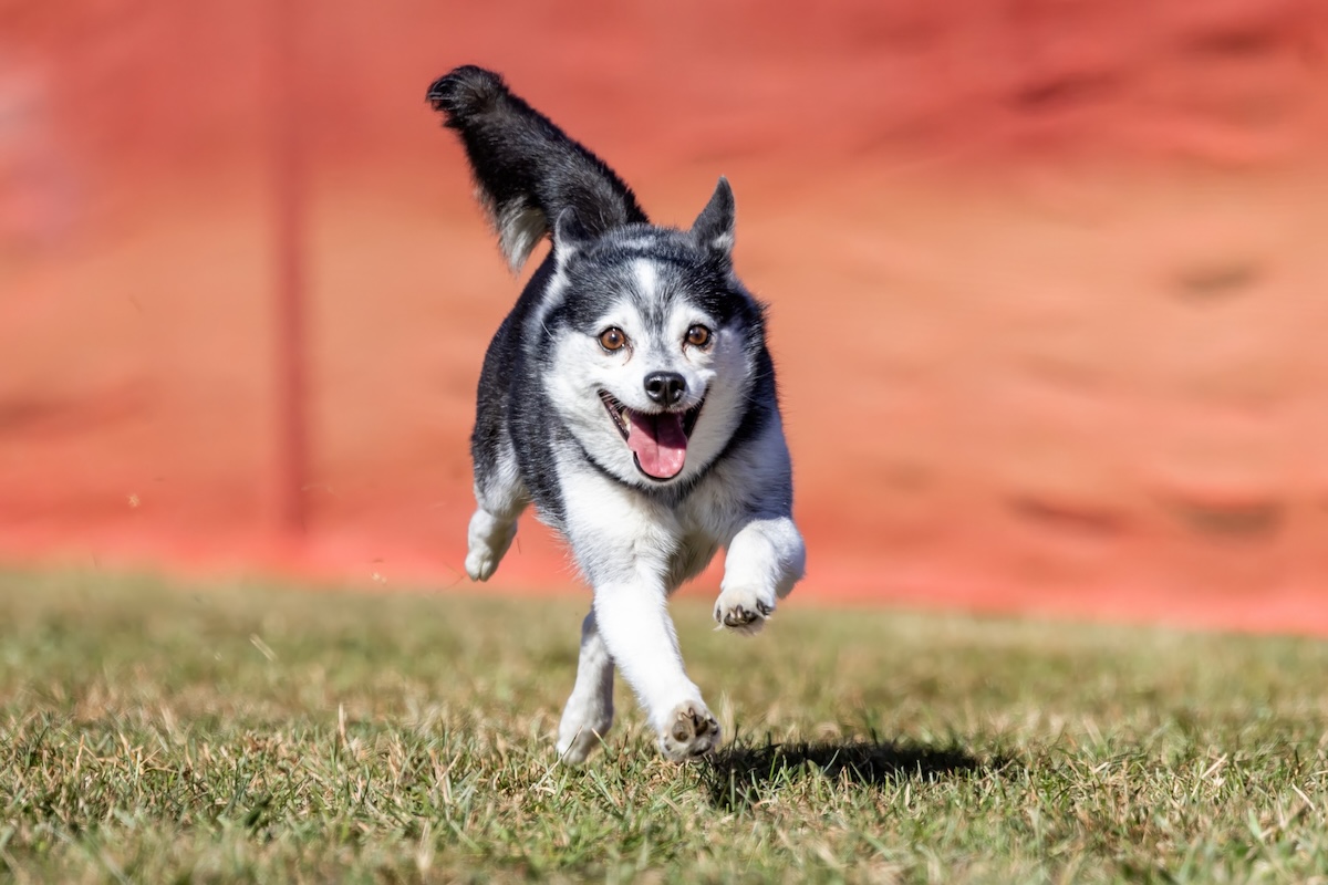Alaskan Klee Kai Facts