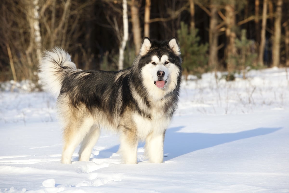 Alaskan Malamute Facts