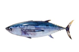 Albacore Tuna Facts
