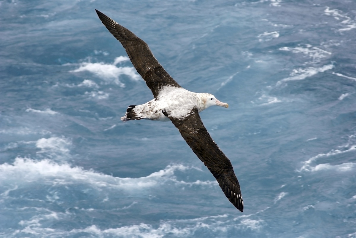 Albatross Facts