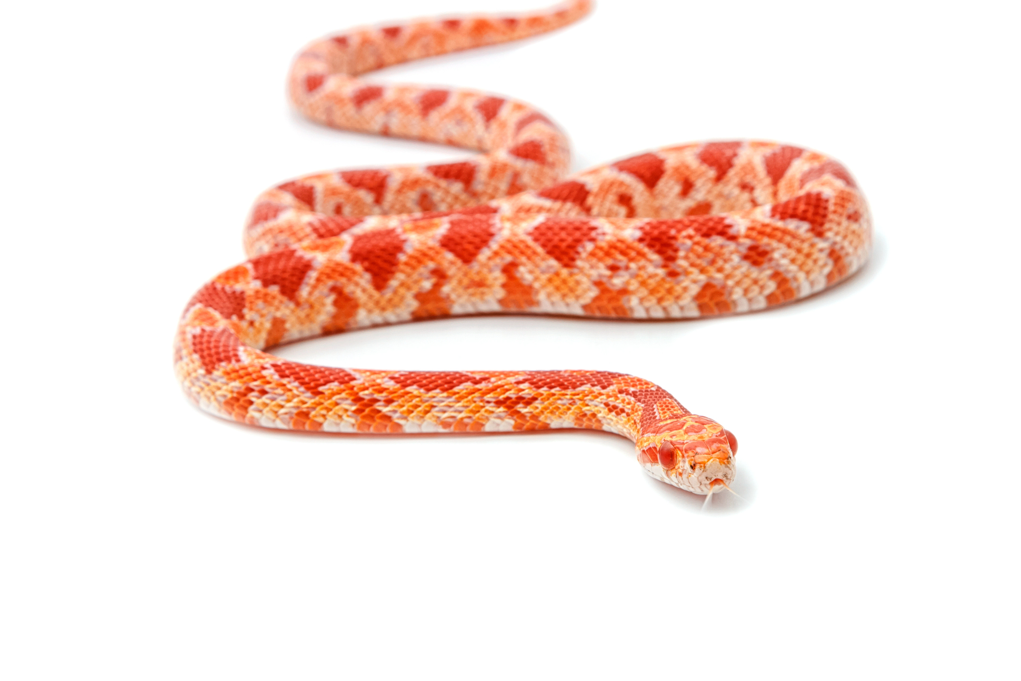 Albino Corn Snake Facts