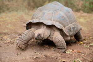 Aldabra Giant Tortoise Facts