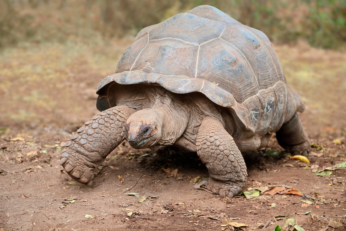 Aldabra Giant Tortoise Facts