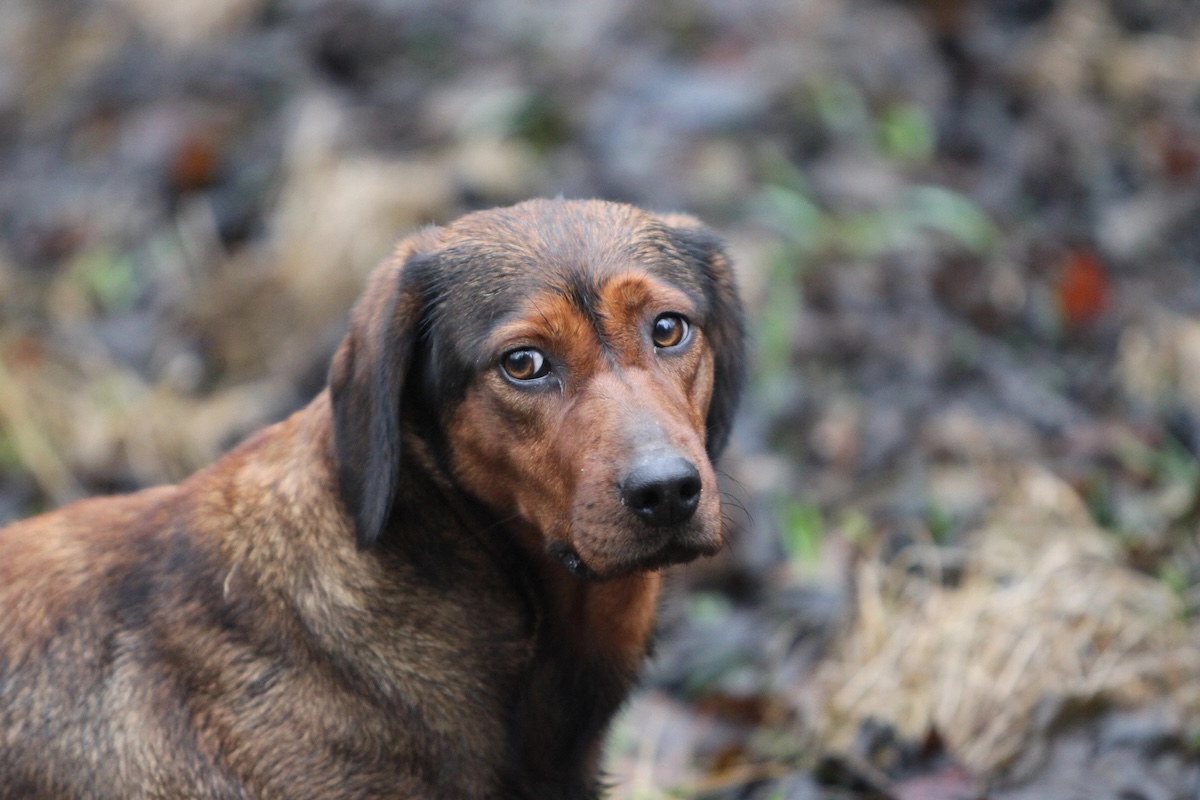 Alpine Dachsbrack Facts