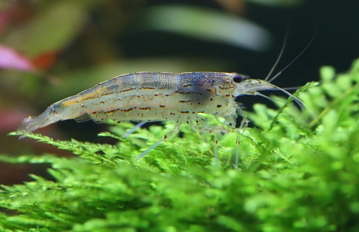 Amano shrimp Facts