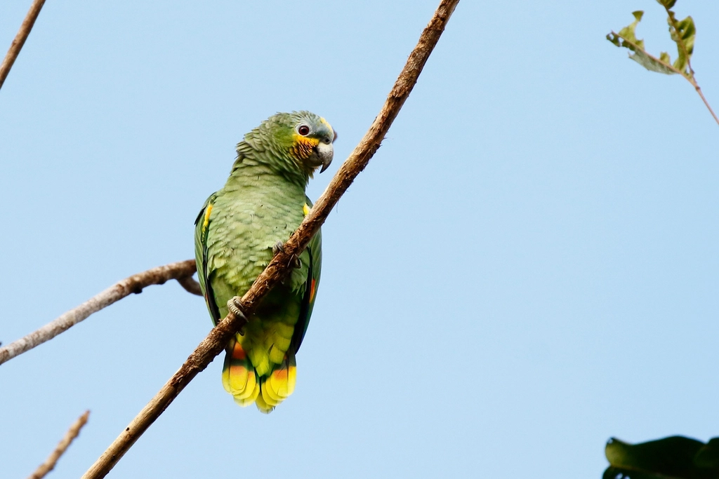 Amazon Parrot
