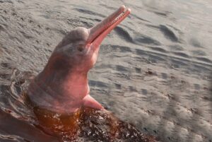 Amazon River Dolphin Facts