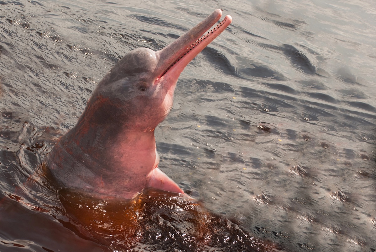 Amazon River Dolphin Facts