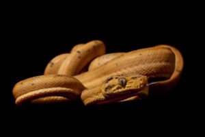 Amazon tree boa Facts